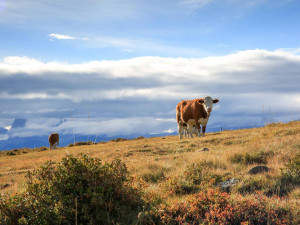 Tiere am Winklerhof