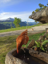 Unsere glücklichen Hühner