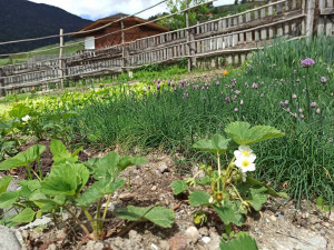 Erbe e verdure del nostro giardino