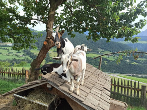 Tiere am Winklerhof