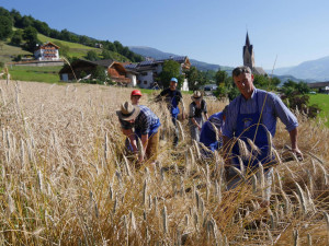 Familie Fink vom Winklerhof bei der Arbeit im Kornfeld