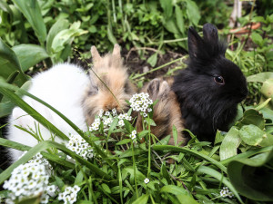 Kaninchen, Katzen und weitere Kleintiere warten auf Streicheleinheiten