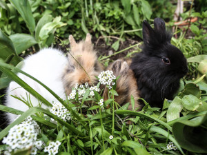 Conigli, gatti e altri piccoli animali che aspettano di essere accarezzati