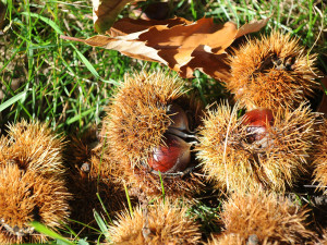 Castagne della nostra fattoria