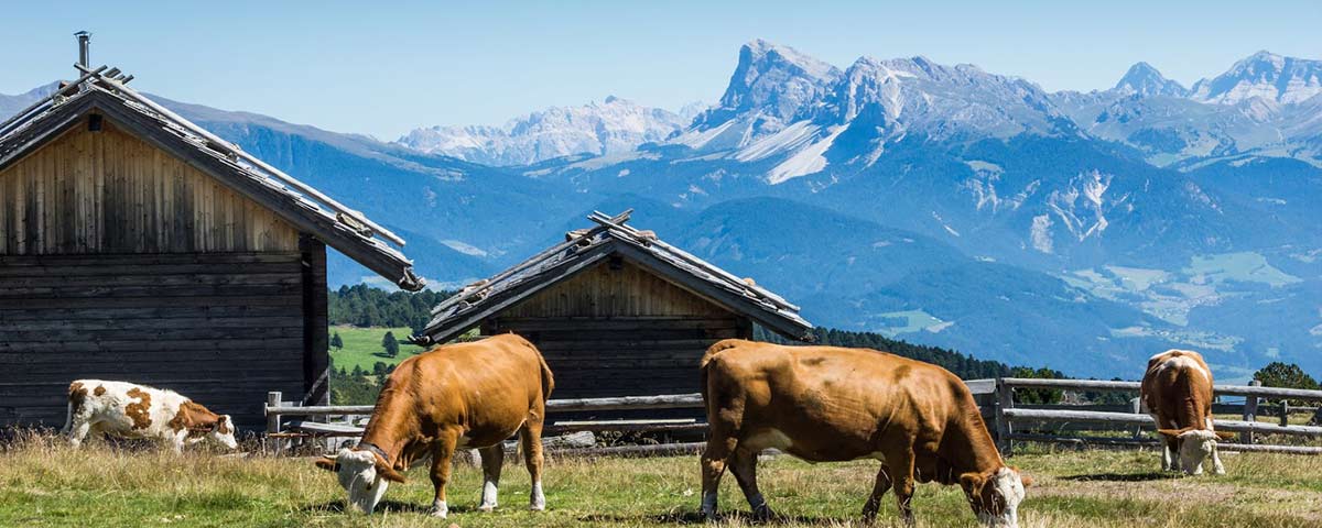 Kühe weiden vor unserer Almhütte