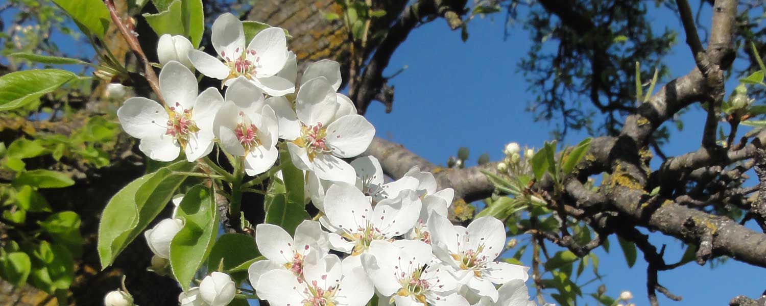 Frühling im Eisacktal