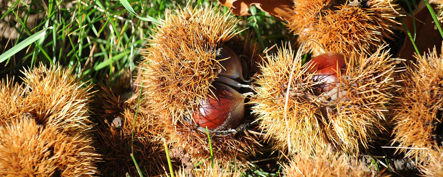 Nei boschi confinanti e sul nostro tavolo non possono mancare le castagne