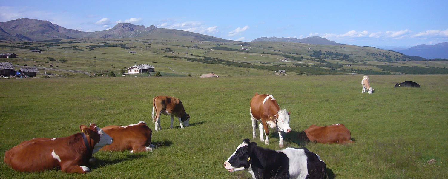 In estate si porta il bestiame in malga