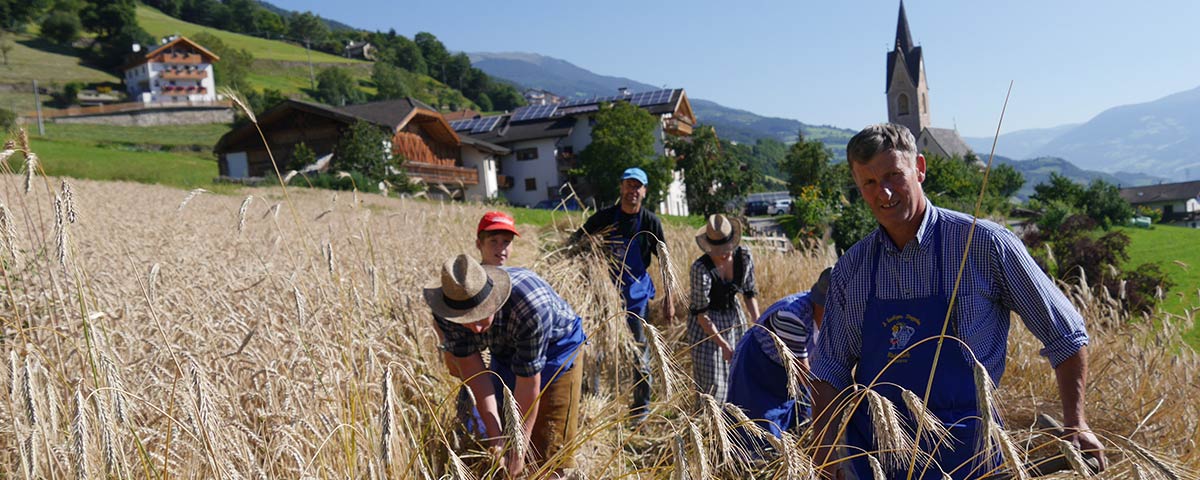 Cereali dal nostro maso